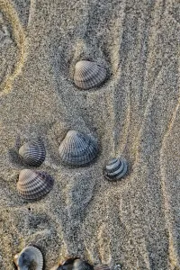 European Seashells Prints: Empty shell of a Common Cockle
