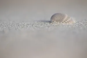 European Seashells Prints: Empty shell of a Common Cockle
