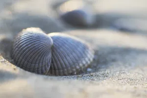 European Seashells Prints: Empty shell of a Common Cockle