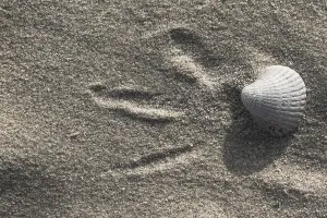 Footprints In The Sand Prints: Empty shell of a Common Cockle
