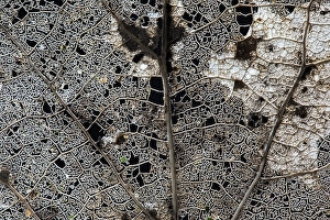 Winter Woodland Scene Prints: Skeleton of a tree leaf of a Poplar