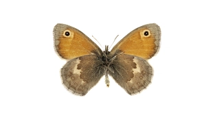 Small Heath Butterfly Prints: Small Heath, Coenonympha pamphilus