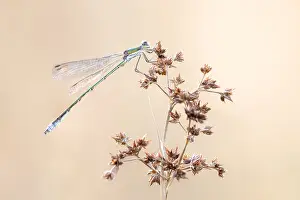 Small Spreadwing Print: Lestes virens perched on Juncus