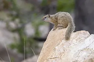 Daytime Animal Photos Prints: Smith's Bush Squirrel, Paraxerus cepapi