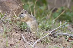 Daytime Animal Photos Prints: Smith's Bush Squirrel, Paraxerus cepapi