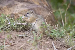 South African Nature Photography Prints: Smith's Bush Squirrel, Paraxerus cepapi