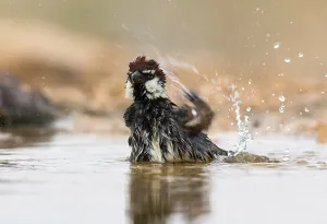 Middle East Wildlife Photography Prints: Spanish Sparrow