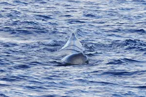 Sperm Whale Prints: Sperm whale, Physeter macrocephalus