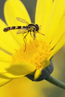 Europe Wildlife Prints: Sphaerophoria scripta