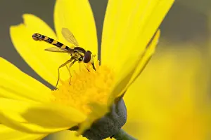 Yellow Flower Macro Photography Prints: Sphaerophoria scripta