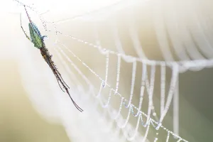 Spider Webs In Nature Prints: Spider in spider web