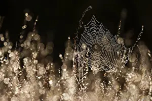 Backlit Spider Web Prints: Spider web in backlight