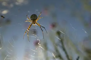 Images Dated 10th August 2011: Spider in Web Print