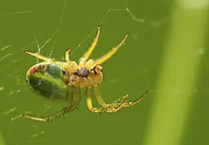 Print of a Spider in Web, Yellow Garden Spider