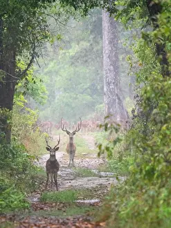 Forest Wildlife Images Prints: Spotted Deer, Axis axis