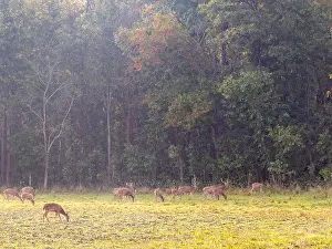 Spotted Deer Prints: Spotted Deer, Axis axis