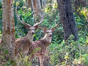 Agami Print: Two Males Spotted Deer, Axis axis in Forest