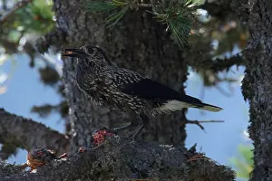 Corvidae Species Prints: Spotted Nutcracker or Eurasian Nutcracker, Nucifraga caryocatactes ssp. caryocatactes