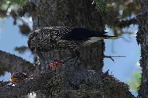 Spotted Nutcracker Prints: Spotted Nutcracker or Eurasian Nutcracker, Nucifraga caryocatactes ssp. caryocatactes