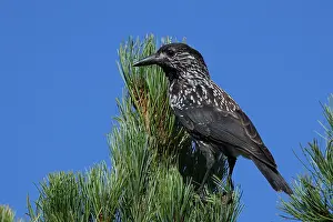 Spotted Nutcracker Prints: Spotted Nutcracker or Eurasian Nutcracker, Nucifraga caryocatactes ssp. caryocatactes