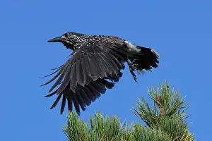 Corvidae Species Prints: Spotted Nutcracker or Eurasian Nutcracker, Nucifraga caryocatactes ssp. caryocatactes