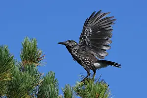 Spotted Nutcracker Prints: Spotted Nutcracker or Eurasian Nutcracker, Nucifraga caryocatactes ssp. caryocatactes