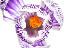 Crocus Vernus Prints: Spring Crocus, Crocus vernus
