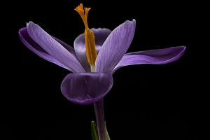 Outdoor Spring Flowers Prints: Spring Crocus; Crocus vernus