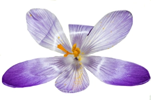 Crocus Vernus Prints: Spring Crocus; Crocus vernus