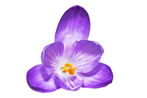 Crocus Vernus Prints: Spring Crocus; Crocus vernus