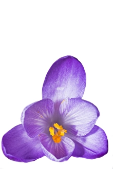 Crocus Vernus Prints: Spring Crocus; Crocus vernus