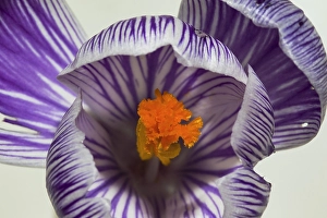 Crocus Vernus Prints: Spring Crocus; Crocus vernus