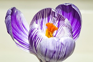 Crocus Vernus Prints: Spring Crocus; Crocus vernus
