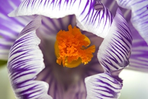 Crocus Vernus Prints: Spring Crocus, Crocus vernus