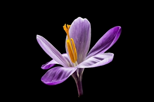 Nature Garden Plants Prints: Spring Crocus; Crocus vernus