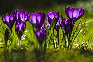 Crocus Vernus Prints: Spring Crocus; Crocus vernus