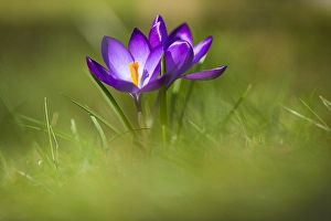 Crocus Vernus Prints: Spring Crocus; Crocus vernus