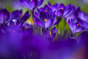 Crocus Vernus Prints: Spring Crocus; Crocus vernus