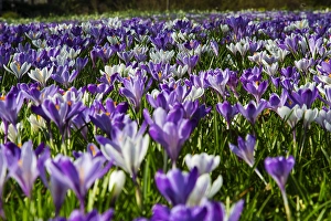 White Blooming Plants Prints: Spring Crocus; Crocus vernus