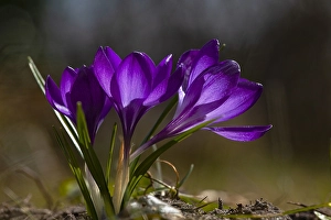 Spring Flowering Prints: Spring Crocus; Crocus vernus