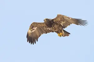 Steppe Eagle Prints: Steppe Eagle