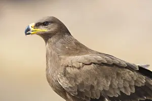 Steppe Eagle Prints: Steppe Eagle
