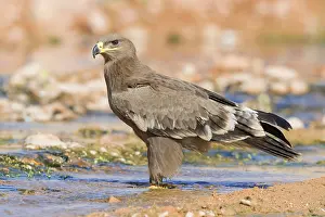 Accipitridae Species Images Prints: Steppe Eagle