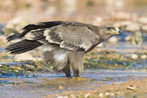 Bird Plumage Prints: Steppe Eagle