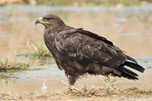 Raptor Species Prints: Steppe Eagle