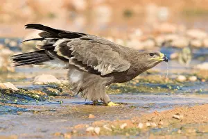Steppe Eagle Prints: Steppe Eagle