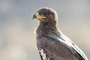 Steppe Eagle Prints: Steppe Eagle