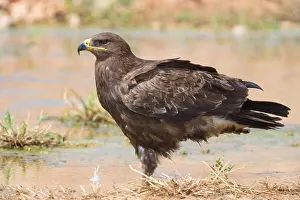 Wildlife Raptors Prints: Steppe Eagle