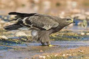Steppe Eagle Prints: Steppe Eagle