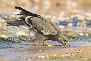 Steppe Eagle Prints: Steppe Eagle